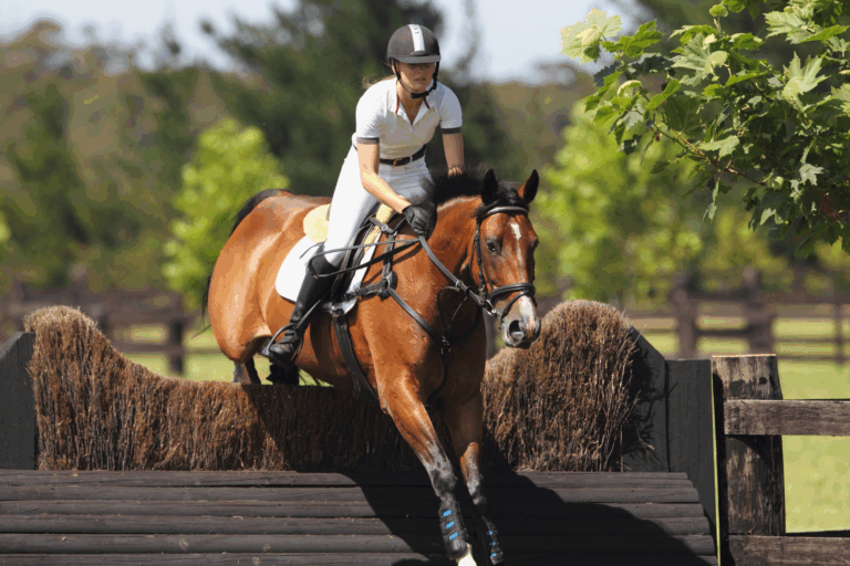 Equestrian Center in Ocala, FL - Ocala Business Directory