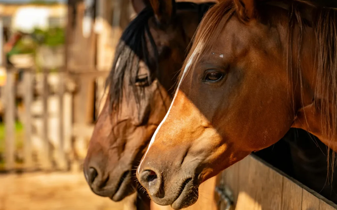 Bridlewood Farm: Breeding Excellence in the Horse Capital of the World