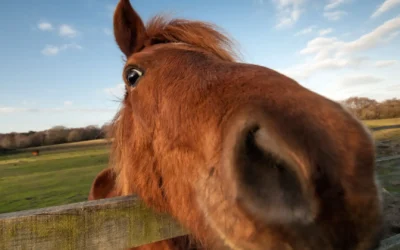 Farm Tours of Ocala: Discovering the Heartbeat of Florida’s Horse Country