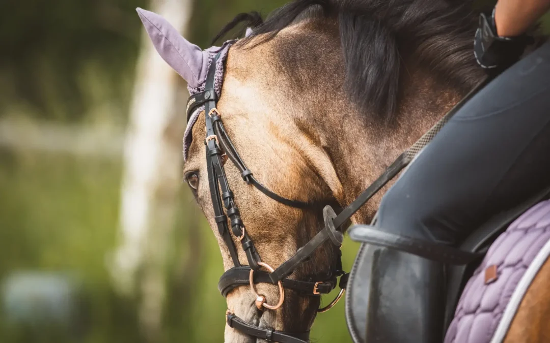 Gypsy Gold Horse Farm: Where Ocala’s Equine Heritage Lives On