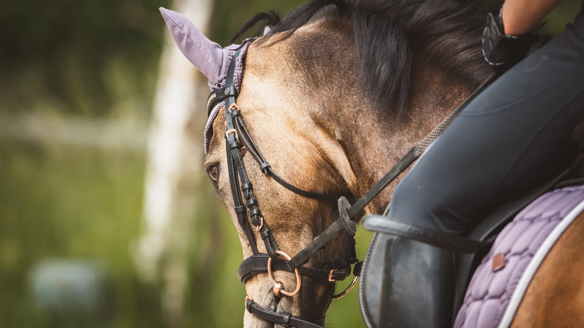 Gypsy Gold Horse Farm: Where Ocala’s Equine Heritage Lives On