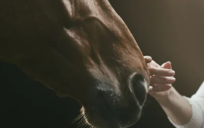 Life Around the Track: How Ocala’s Horse Farms Shape Our Local Community – Ocala Business Directory