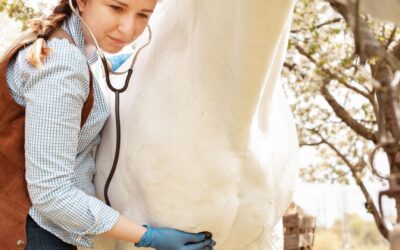 Ocala Equine Hospital: Where Compassion Meets Cutting-Edge Care
