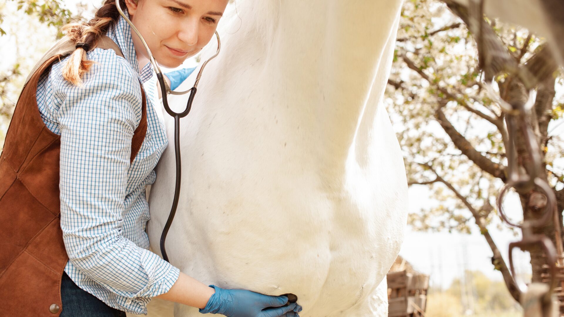 Ocala Equine Hospital: Where Compassion Meets Cutting-Edge Care