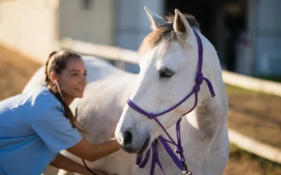 Performance Equine Veterinary Services: Where Ocala’s Champions Begin Their Healing