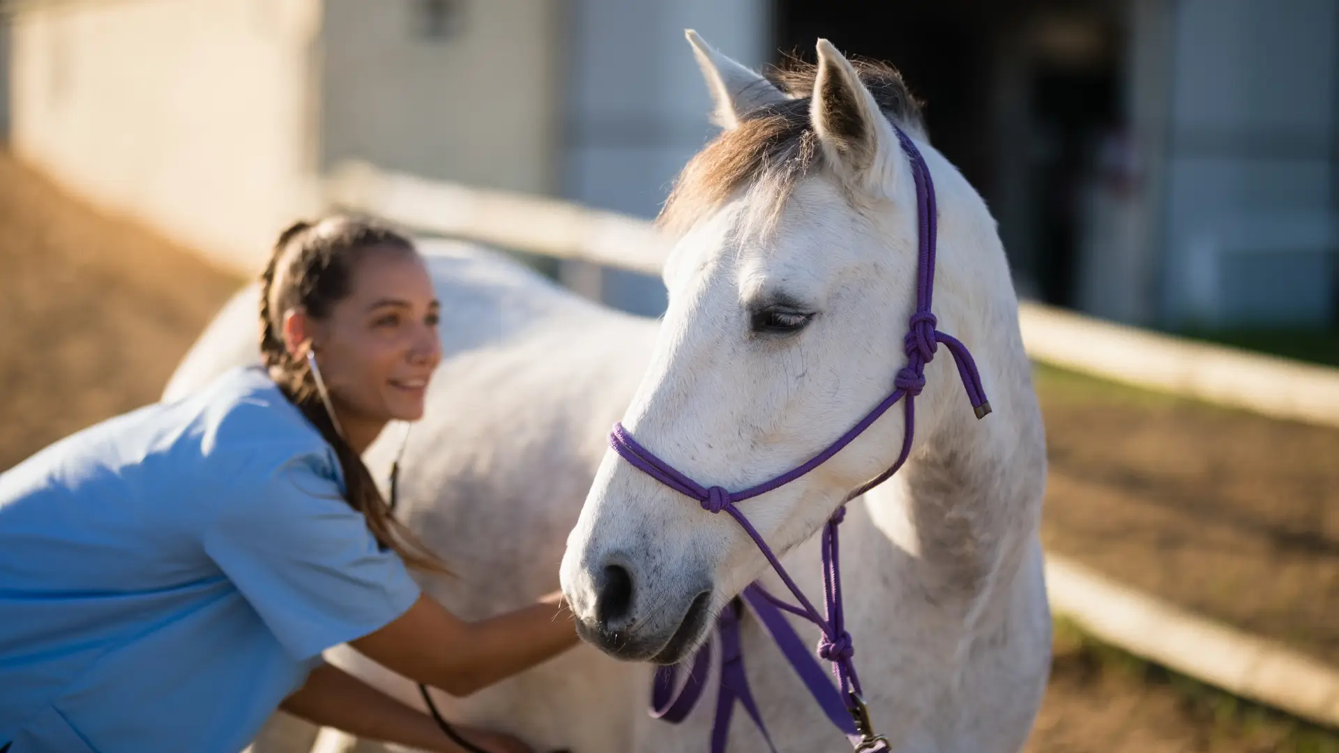 Performance Equine Veterinary Services Where Ocala’s Champions Begin Their Healing - Ocala Business Directory