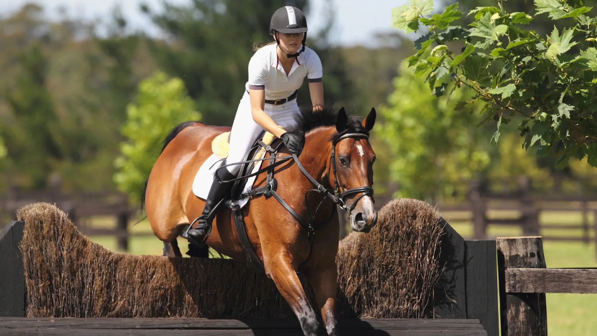 SilverStride Equestrian Center: Guiding Riders with Heart and Horsemanship