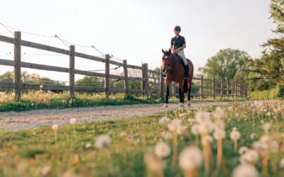World Equestrian Center – Ocala: Where Luxury Meets the Heart of Horse Country
