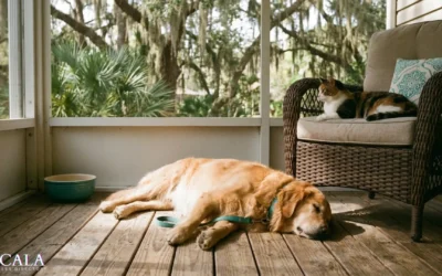 How Ocala Pet Owners Are Creating Safer, More Comfortable Homes for Their Animals